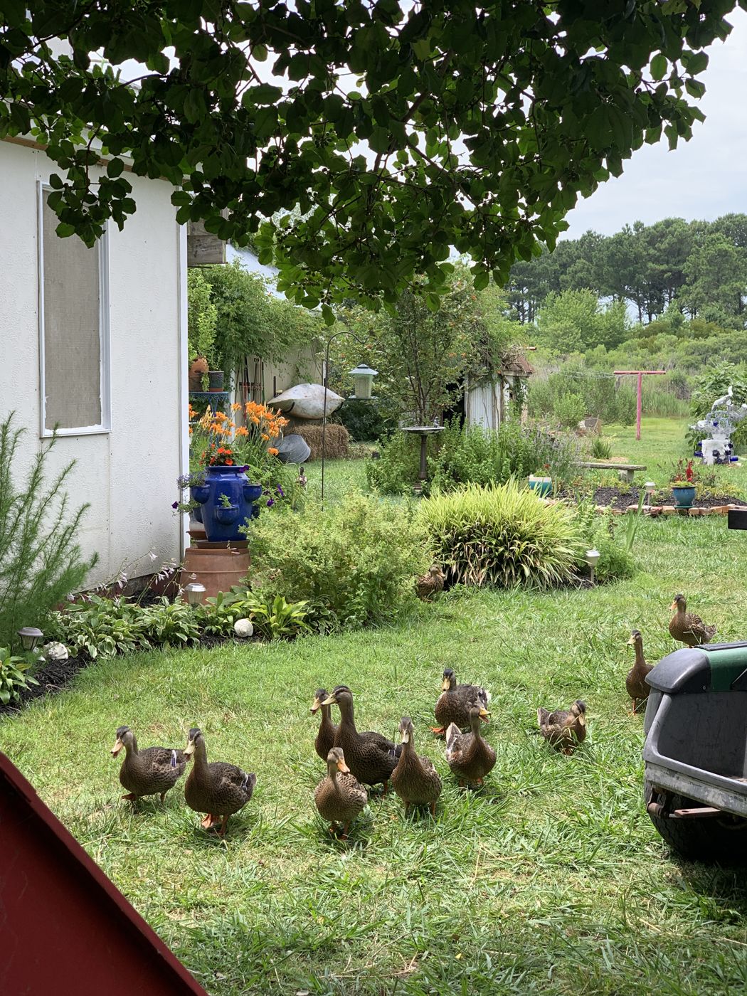 IMG_3303-ducks.jpeg